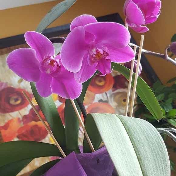 Meet your Posher, Babette - Picture 1 of 1